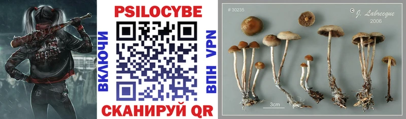Псилоцибиновые грибы Psilocybe  Купить закладки  Каменногорск 